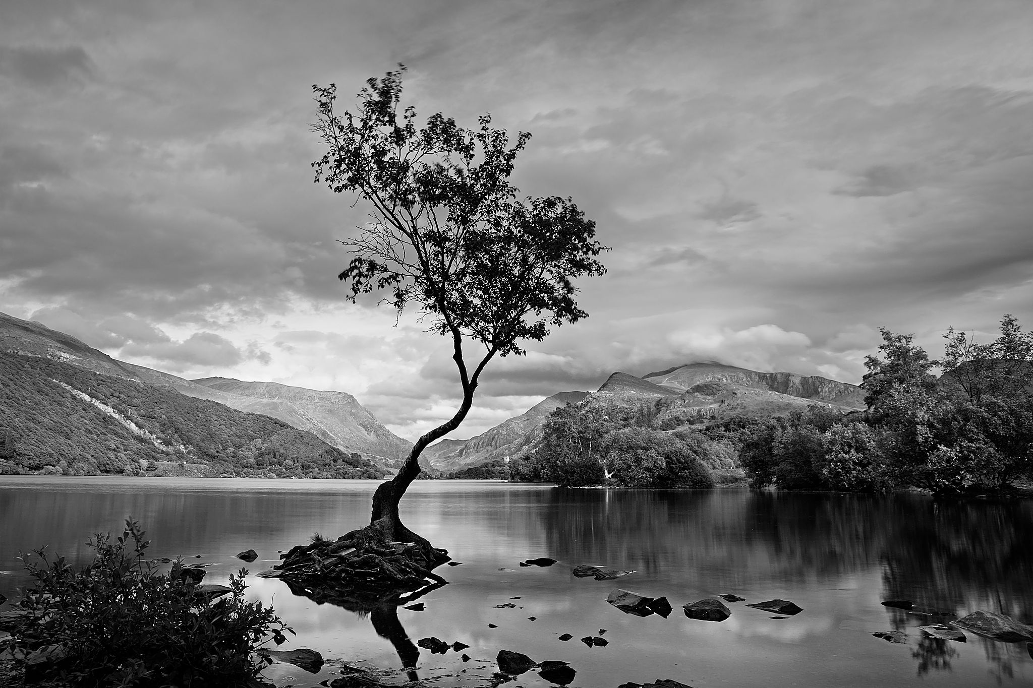 The Lonely Tree, Llanberis, Wales by Sam Davis Photographer. Wales Landscape photography. Llyn Padarn. Black and white. For sale.