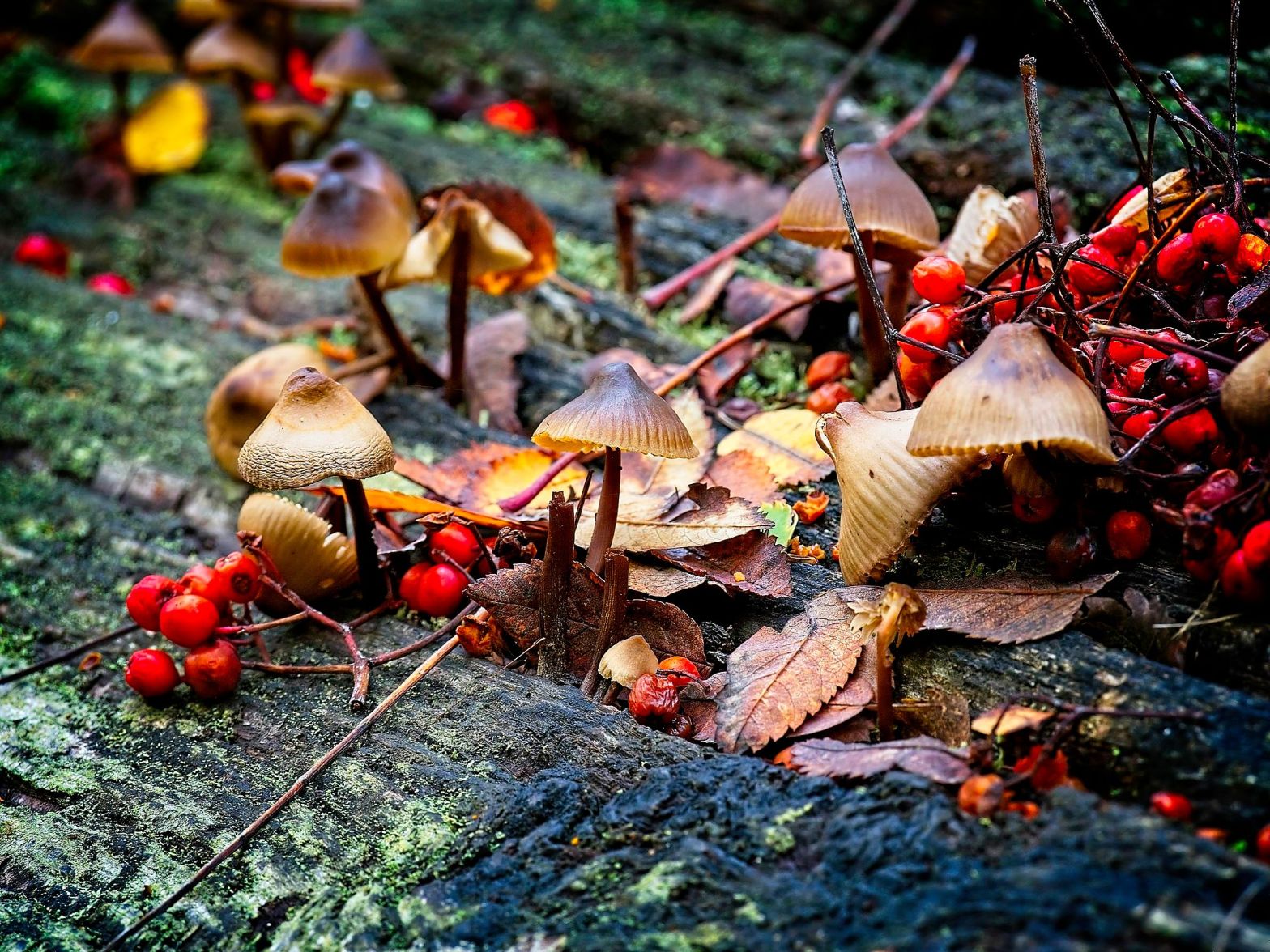 Photography, Shropshire, Powys, Olympus EM5 MkII. Autumn scene. Prints. Colourful. Woodland mushrooms and berries by Sam Davis Photographer. Gaer Fawr woodland near Welshpool, Powys, Wales.